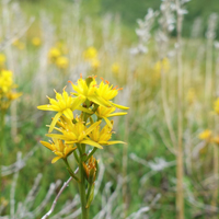 Eine sommerliche Wanderung mit Naturparkführerin Astrid Bauriedel, auf der ihr seltene Naturschönheiten betrachten werdet (Foto: Pixabay)