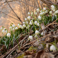 Jedes Jahr im Frühling eine Augenweide: Die Märzenbecher (Foto: pixabay)