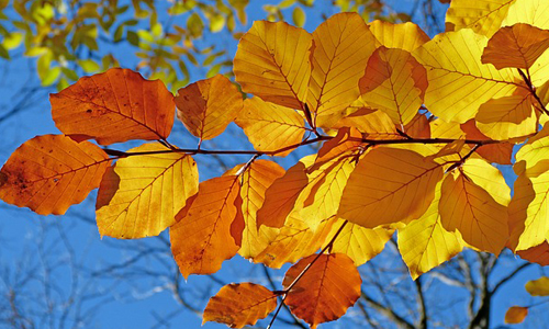 Naturparkführerin Astrid Bauriedel lädt zu einer herbstlichen Wanderung ein (Foto: claude05alleva | pixabay)