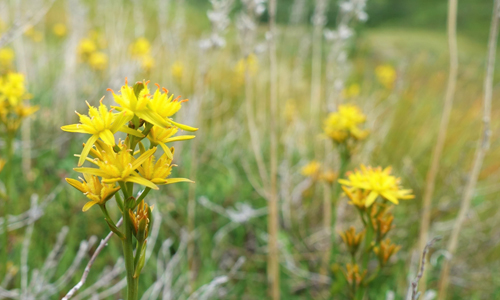 Eine sommerliche Wanderung mit Naturparkführerin Astrid Bauriedel, auf der ihr seltene Naturschönheiten betrachten werdet (Foto: Pixabay)