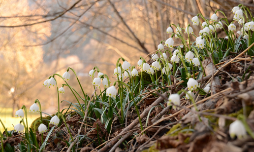 Bauriedel innen 19. März: 4 Jahreszeiten im Ebbegebirge – Der Frühling