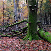 Herbstimpressionen rund um die Höhen der Genkeltalsperre (Foto: Naturpark Sauerland Rothaargebirge e.V.)