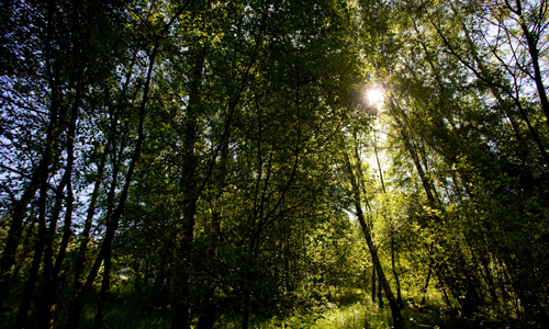 Naturparkführer Guido Bloch lädt ein zu einer leichten Wanderung zur Genkeltalsperre (Foto: Guido Bloch)