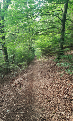 Die Wanderung führt über Pfade zum Hollenhaus (Foto: Alexandra Busch)