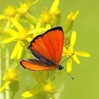 Entdecke die Schätze der Bergwiesen - u.a. für seltene Schmetterlinge sind sie ein Paradies (Foto: kie_ker | Pixabay)