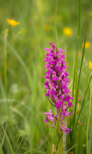 Orchideen und Enziane – in der Nähe der Freilichtbühne in Lennestadt-Elspe liegt ein beeindruckendes Naturschutzgebiet, das mit seinen Wacholderbeständen, Kalkhalbtrockenrasen und vor allem mit seinem Blütenreichtum verzaubert (Foto: Naturpark Sauerland Rothaargebirge e.V.)