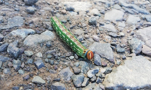 Erlebnisbericht Innen Raupe Erlebnisbericht Innen Raupe Unterwegs auf dem Sauerland Höhenflug in Düdinghausen