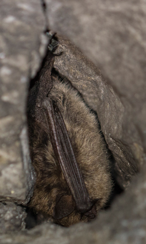 Eine Fledermaus im Fehrenbrachter Tunnel (Foto: Naturpark Sauerland Rothaargebirge e.V.)