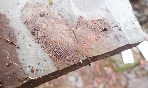 Fossilien innen Fossilien innen Schulen und Kitas auf Entdeckungsreise in der winterlichen Natur