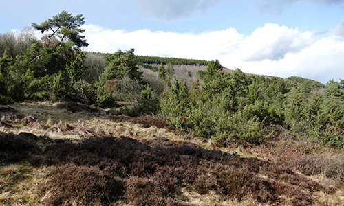 Foto Innenteil heide Foto Innenteil heide 14. September: Spaziergang durch die Burbacher Wacholderheide