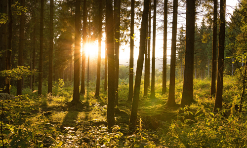 Gegenlicht im Fichtenwald Gegenlicht im Fichtenwald Sportliches Naturerlebnis und nachdenkliche Stimmung auf dem A4