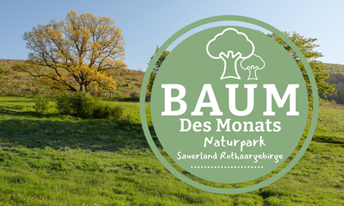 Baum des Monats im Mai: Die Goldeiche nahe Wemlighausen (Foto: Guido Bloch)