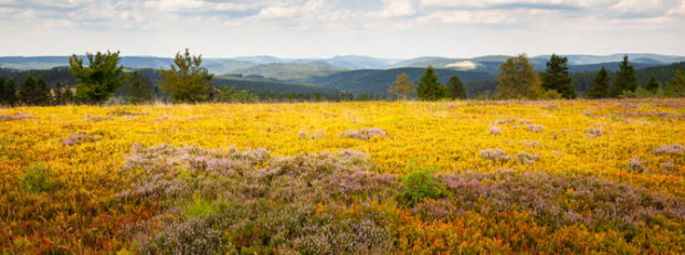 Lassen Sie sich von der Magie und Farbenpracht der Heideblüten in den kommenden Wochen verzaubern! (Foto: Die Heide am Kahlen Asten - Quelle: Tourismus NRW e.V.)