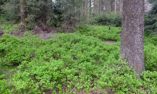 Blaubeeren unter Altfichten im Naturpark Sauerland Rothaargebirge: Ausreichende Habitatstrukturen für das Auerhuhn? / Foto: Christoph Hester, NPSR