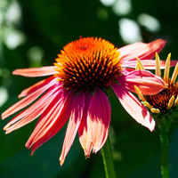 Echinacea - umgangssprachlich als Sonnenhut bekannt - wächst als ausdauernde Pflanze (Foto: pixabay)