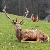 Gemeinsam mit Naturparkführer Guido Bloch werdet Ihr dem König des Waldes an diesem Abend lauschen (Foto: Lars Nissen | pixabay)