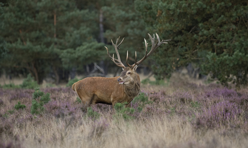Hirsch innen Hirsch innen Wild aus den heimischen Wäldern als Alternative