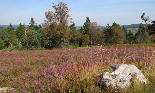 Alle beteiligten Akteure freuen sich darauf, gemeinsam mit EUCH einen schönen Hochheide-Tag zu verleben! (Foto: Sauerland Höhenflug)