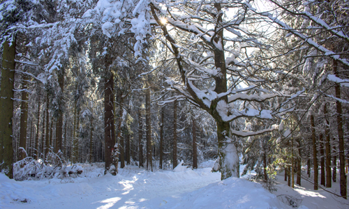 Innen Achtsam Innen Achtsam 19. Dezember: Den Wald mit allen Sinnen erleben