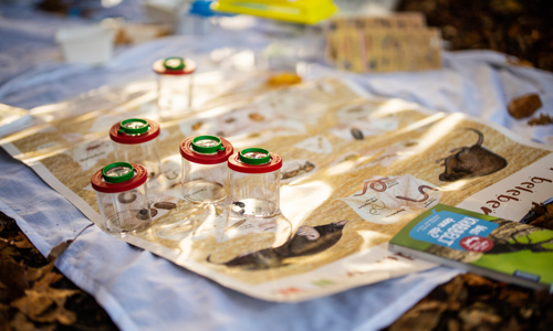 Insektentuch, Becherlupen und Literatur: Beispiele für das Equipment des Naturpark-Trolley (Foto: Sabrinity)