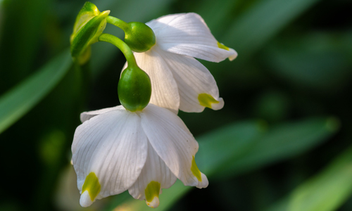 Freude über erste Farbtupfer in der Natur stellt sich beim Betrachten der Märzenbecher ein (Foto: pixabay)