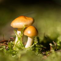 Die Pilzsaison wird bald wieder starten/Foto: Kerstin Berens, Naturpark Sauerland-Rothaargebirge