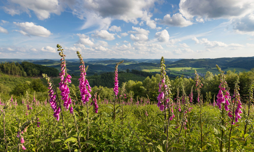 Mit Naturparkführer Johannes Quinkert entlang der Wenne mit dem Wennepfad, durch alte Buchenbestände und hinauf zum Wolfsloch (Foto: Sauerland-Tourismus e.V.)