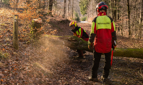 Ranger vom Landesbetrieb Wald und Holz bei Baumfällarbeiten (Foto: Klaus Peter Kappest)