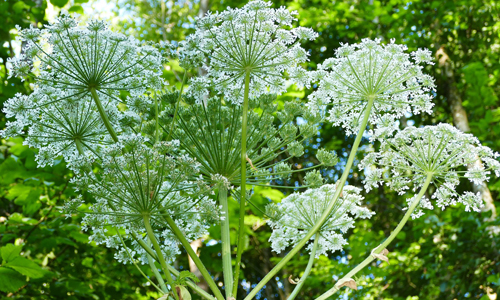 Der Riesenbärenklau wächst gerne an Bachläufen oder in der Nähe anderer Gewässer (Foto: ramboldheiner |pixabay)