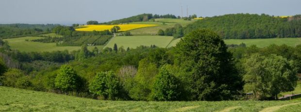 Generationenbaum "Rotbuche Iserlohn im Roland" | NPSR | blochfoto