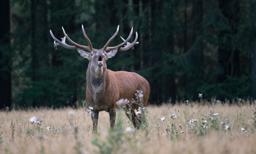 Naturparkführer Guido Bloch lädt zur abendlichen Wanderung zur Brunftzeit des Hirsches ein (Foto: Bloch)