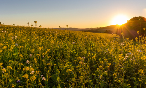 Sonnenaufgang innen Sonnenaufgang innen 08.03.: Sonnenaufgang im Balver Wald gemeinsam mit der SGV Abteilung Balve erleben