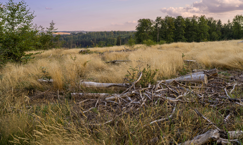 Geht mit Naturparkführer Manfred Stangier auf Entdeckungstour in die Wilnsdorfer Wälder (Foto: Anna Meurer | Kreis Siegen-Wittgenstein | REACT-EU)
