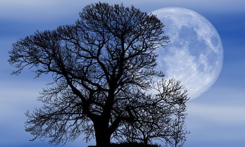 Bei Vollmond erscheint die Natur in einem magischen Licht (Foto: Susan Cipriano|pixabay)