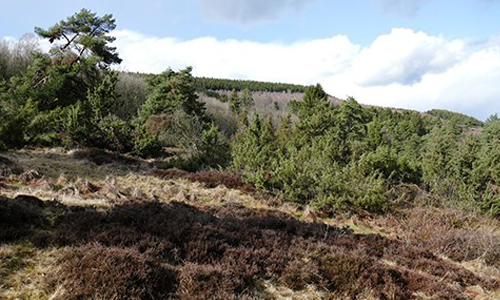 Märchenhaft - Schmackhaft - Heilsam: Naturparkführerin Angela Müns führt durch die Wacholderheide (Foto: Müns)