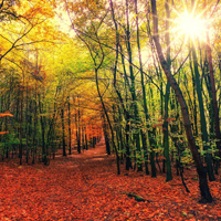 Den Wald mit allen Sinnen erleben: Naturparkführerin Marina Homrighausen lädt Dich herzlich zur Naturparkführung ein! ( Foto: jplenio | pixabay)
