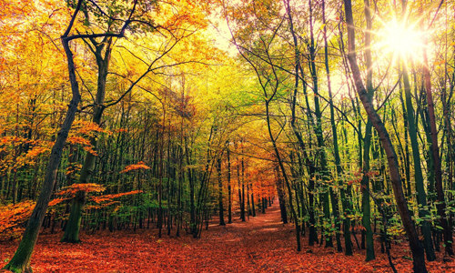 Wald mit allen Sinnen innen 31. Oktober: Den Wald mit allen Sinnen erleben