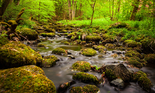 Waldbaden Entschleunigen Erleben mit allen Sinnen Bewusst wahrnehmen unterstützt einen gesunden Lebensstil Foto Burbach Niederdresselndorf Tourismus NRW e.V. Waldbaden Entschleunigen Erleben mit allen Sinnen Bewusst wahrnehmen unterstützt einen gesunden Lebensstil Foto Burbach Niederdresselndorf Tourismus NRW e.V. Tanne statt Wanne