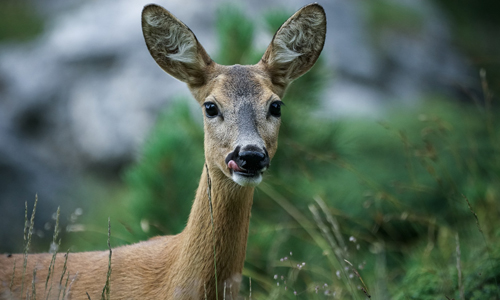 Wild Reh Innen Wild Reh Innen Wild aus den heimischen Wäldern als Alternative