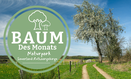 Baum des Monats Naturpark Sauerland Rothaargebirge