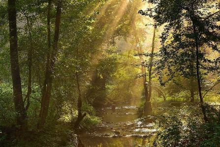 Goldersbach Tomschi Kopie Goldersbach Tomschi Kopie Zuwanderer Invasive Arten im Naturpark Schönbuch