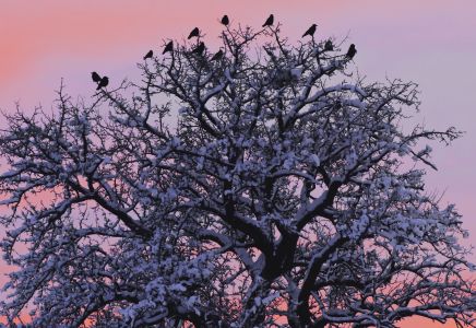 Krähen in verschneitem Birnbaum WS 02 klein Streuobstwiesen – zu jeder Tages  und Jahreszeit magisch!