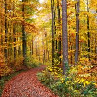Herbstwald © Erich Tomschi
