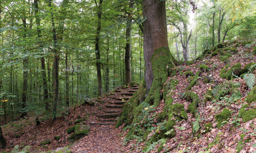 Schaal Stufen im Olgahain 500 300 Schaal Stufen im Olgahain 500 300 Entdeckungstour auf dem Geologischen Lehrpfad