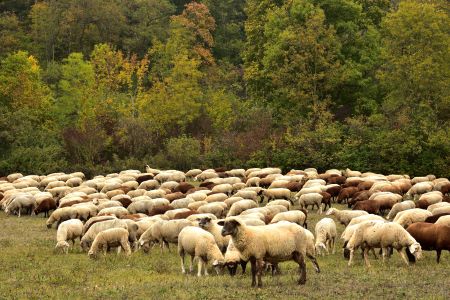 Schafe 300 Vom Schaf zur Wolle