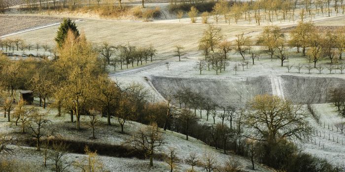 Streuobstwiesen bei Frost im Morgenlicht Schaal350 Streuobstwiesen bei Frost im Morgenlicht Schaal350 Streuobstwiesen bei Frost im Morgenlicht