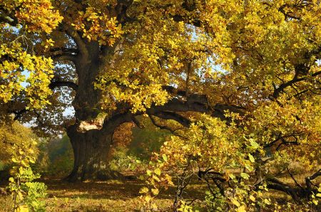 Sulzeiche300 Das Naturdenkmal Sulzeiche im schönsten Herbstkleid
