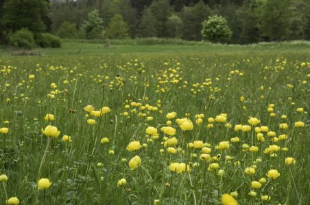 Trollblumenwiese 300 Trollblumenwiese 300 Ein gelbes Meer die Trollblumenwiese im Naturpark Schönbuch