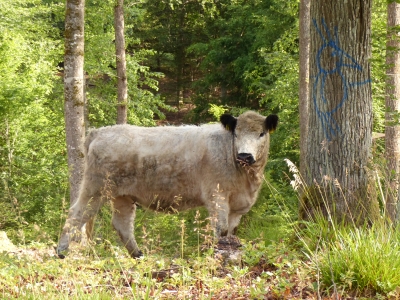 Galloway-Rind auf der Waldweide unter Habitatbaum. Mehr Waldökologie geht nicht! © UFB Böblingen
