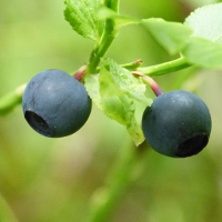 Blaubeeren vom Bickbeernhof